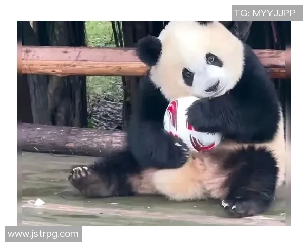 足球明星与熊猫的奇妙缘分探讨及其背后的文化意义